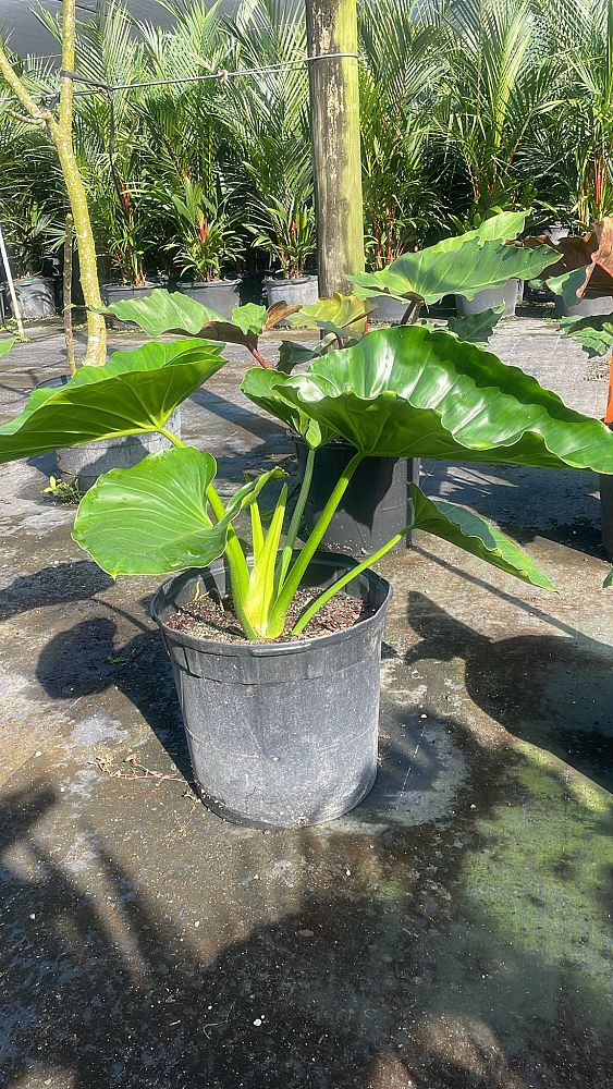 philodendron-giganteum