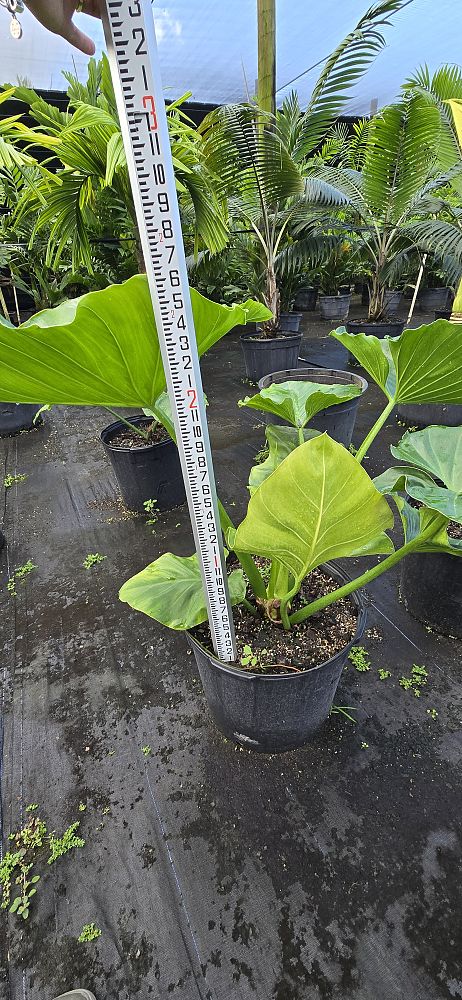 philodendron-giganteum