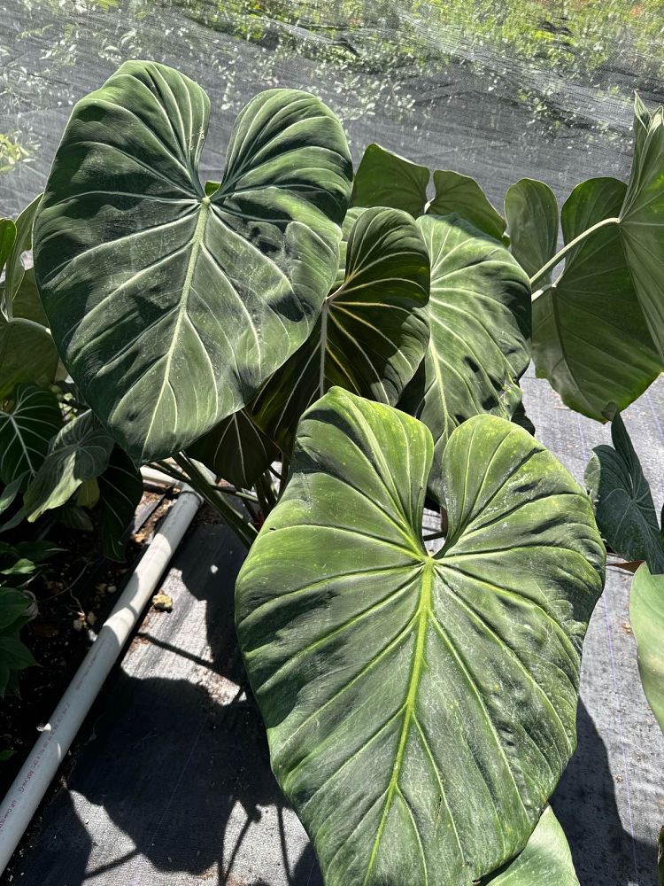 philodendron-gloriosum