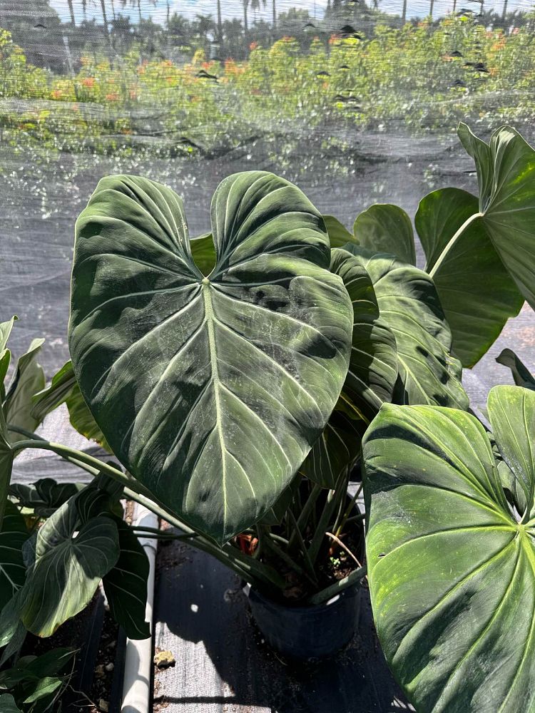 philodendron-gloriosum