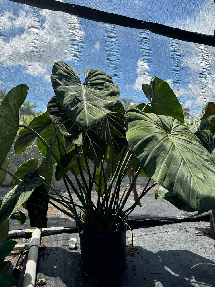 philodendron-gloriosum