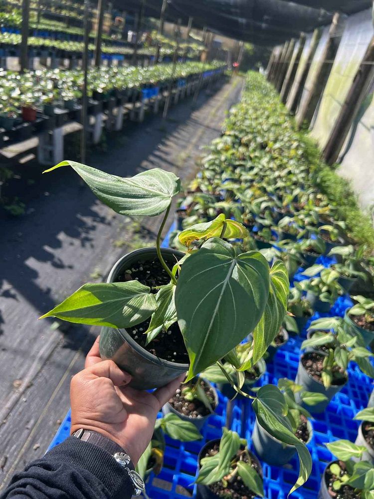 philodendron-gloriosum