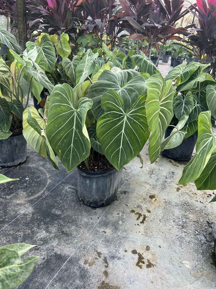 philodendron-gloriosum