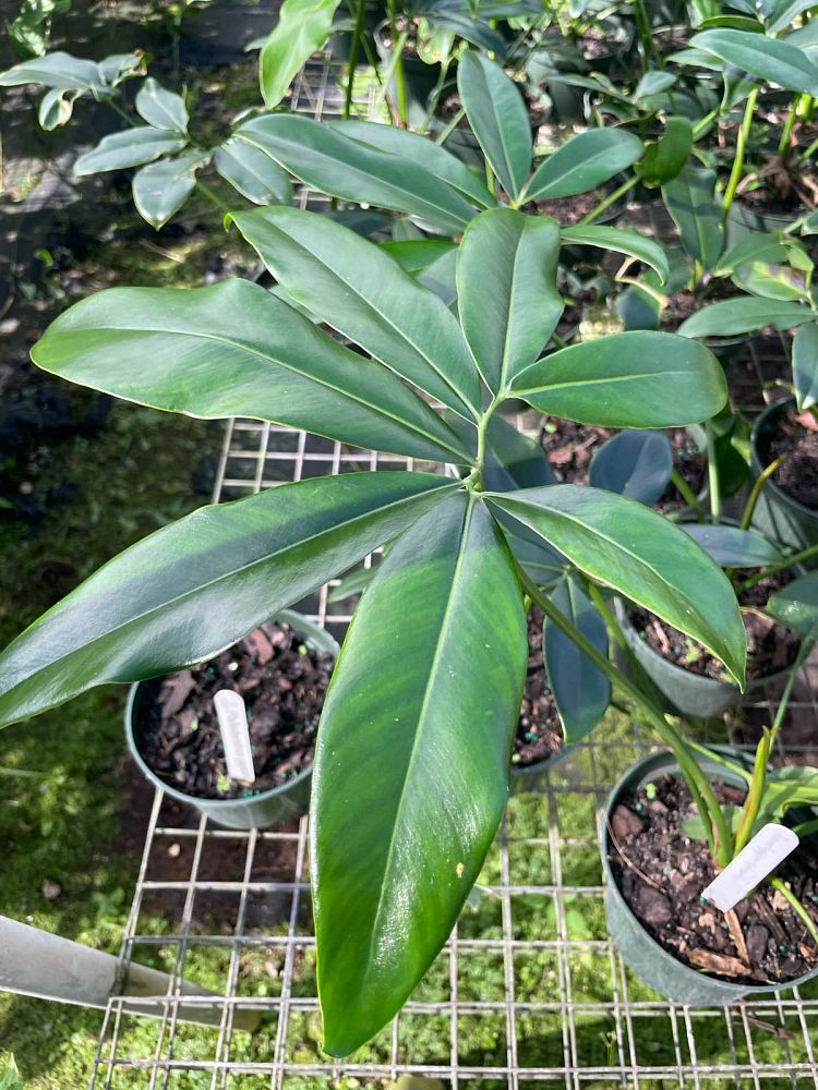 philodendron-goeldii