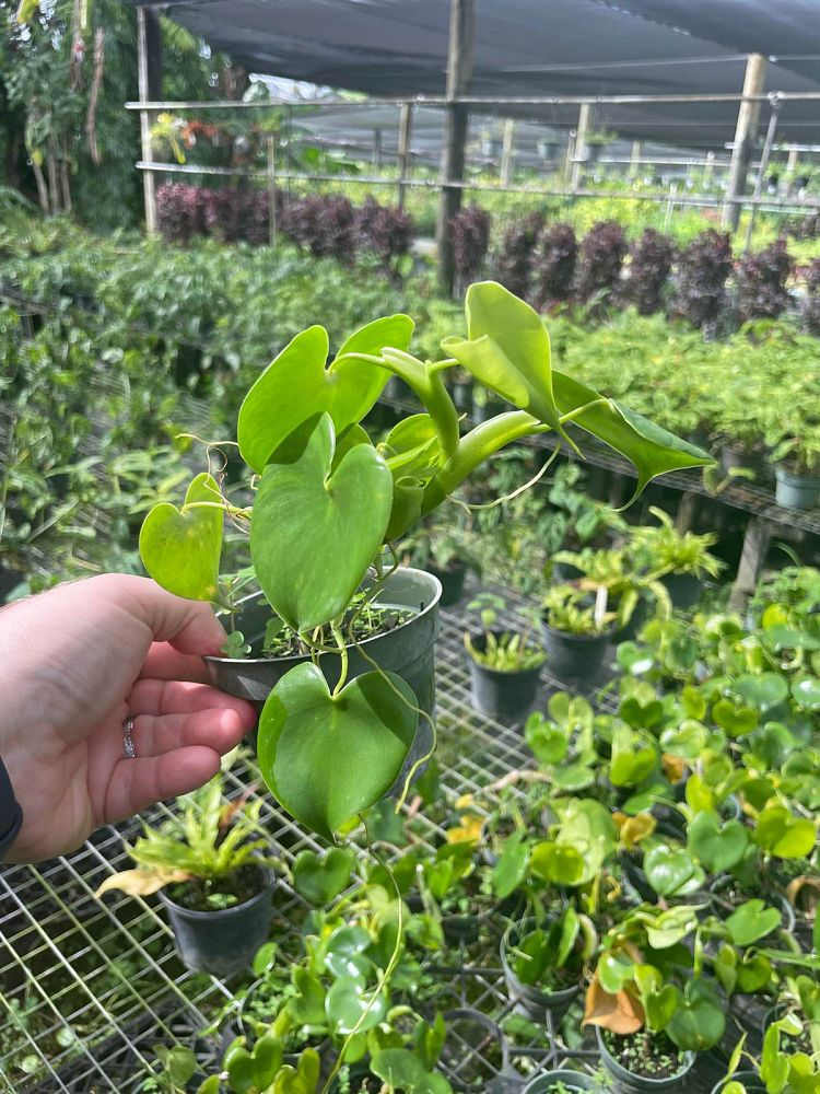 philodendron-grazielae