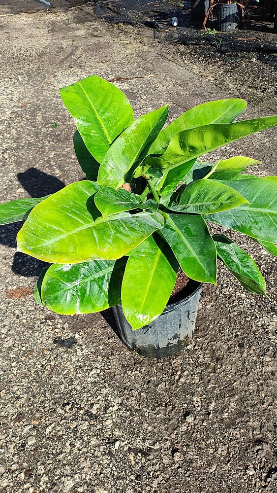 philodendron-imperial-green