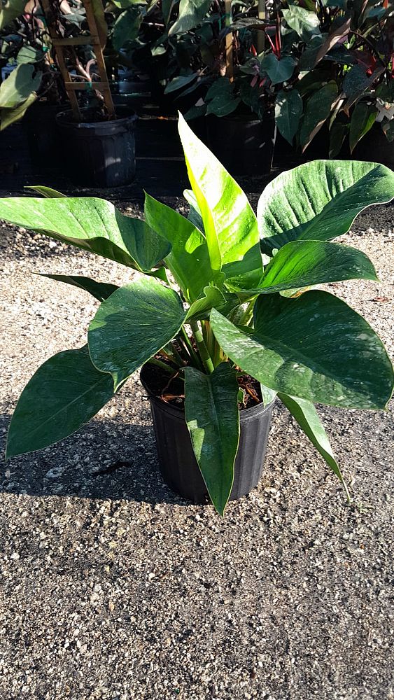 philodendron-imperial-green