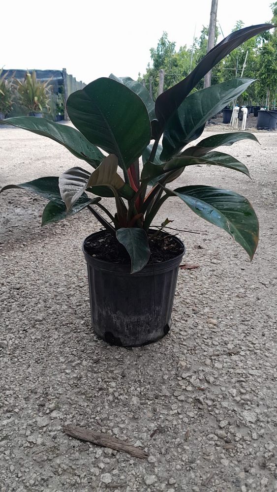 philodendron-imperial-red