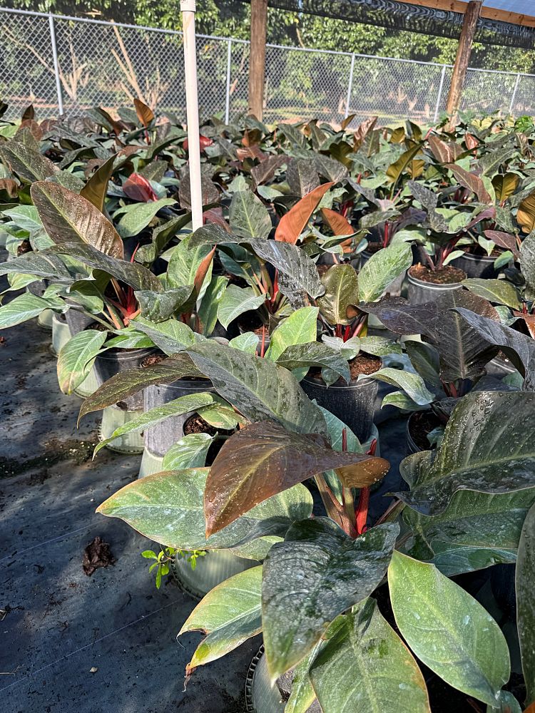 philodendron-imperial-red