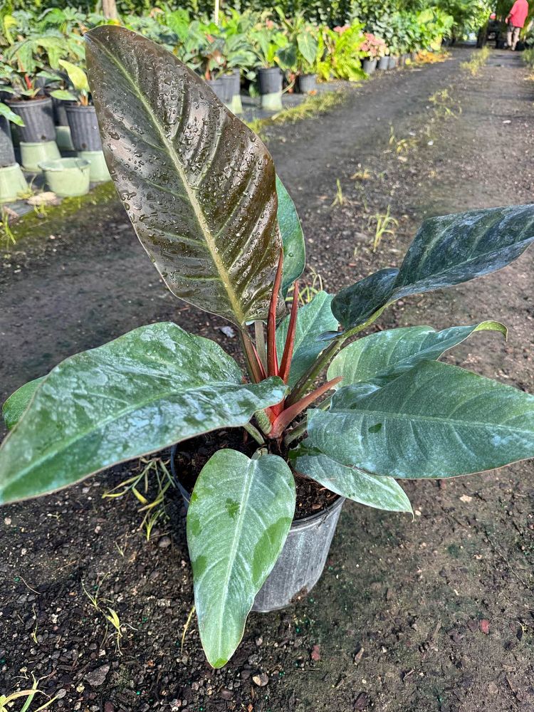 philodendron-imperial-red