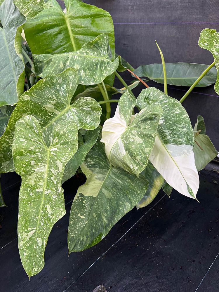 philodendron-jose-buono