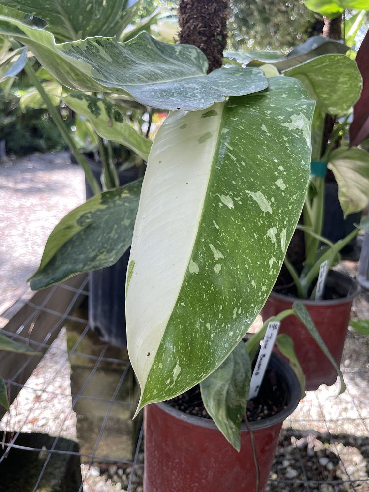 philodendron-jose-buono