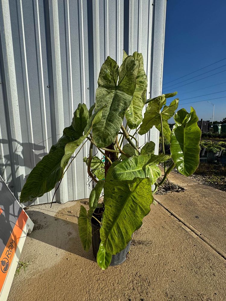 philodendron-jose-buono