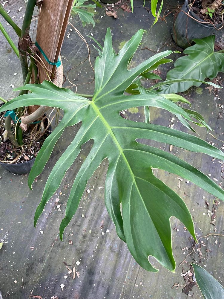 philodendron-lacerum