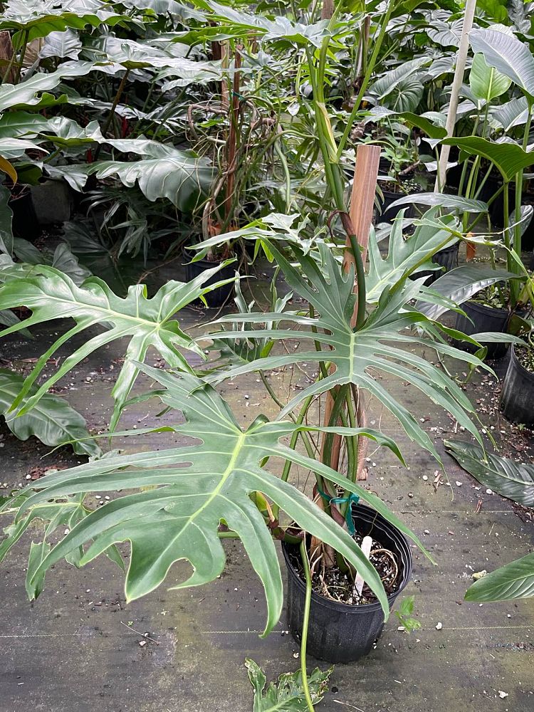 philodendron-lacerum