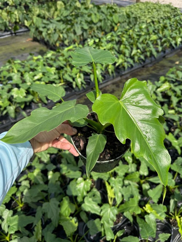 philodendron-mayoi