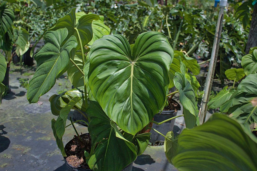 philodendron-mcdowell