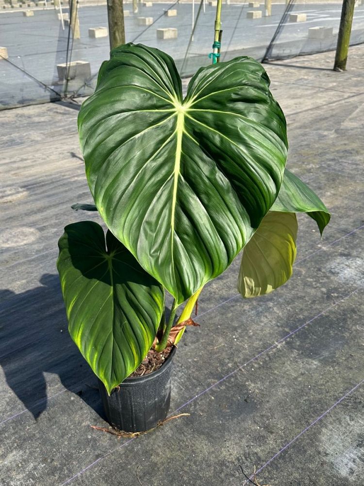 philodendron-mcdowell