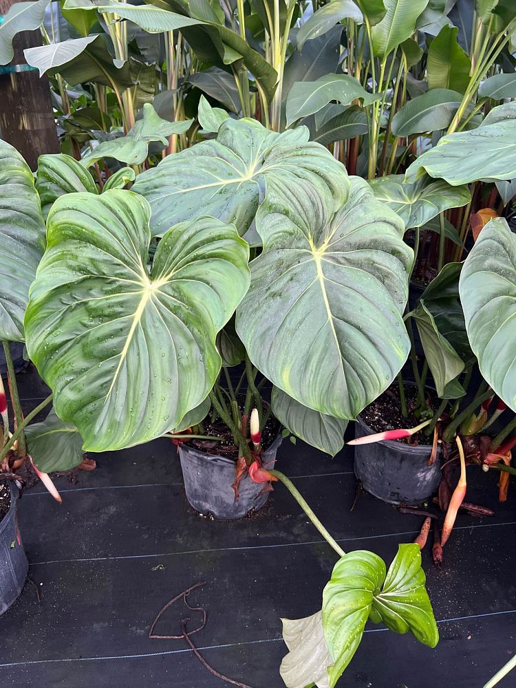 philodendron-mcdowell