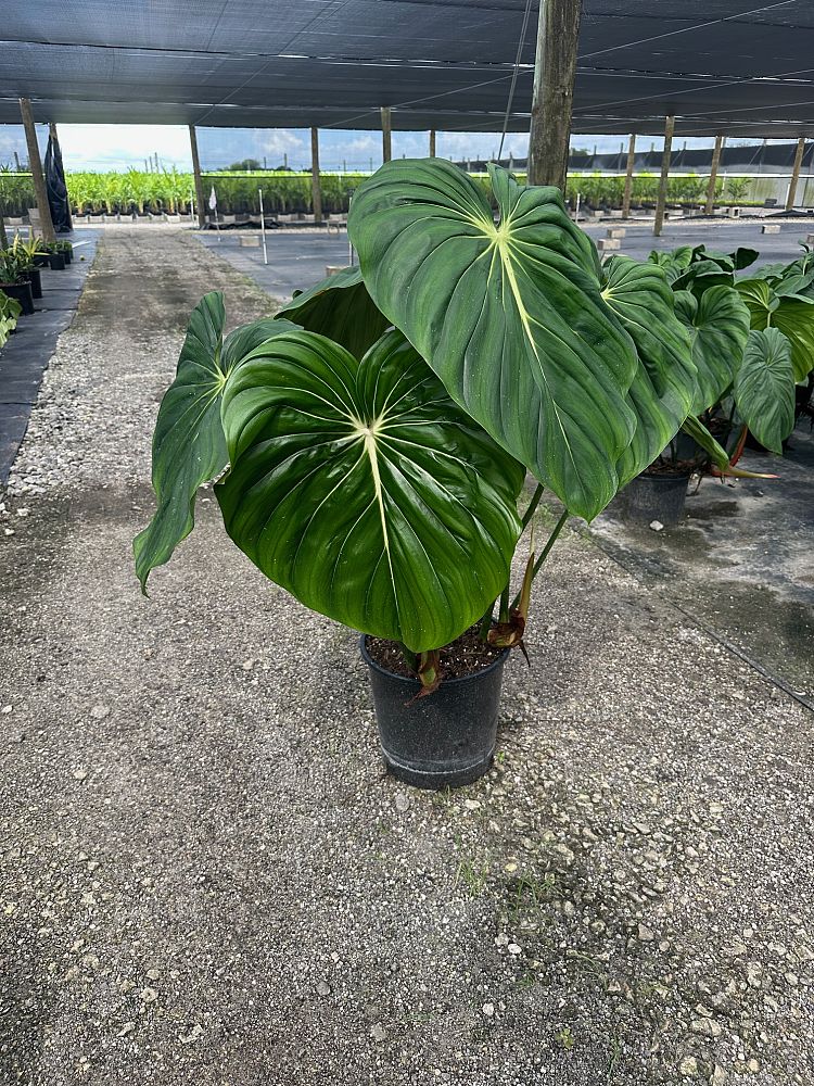 philodendron-mcdowell