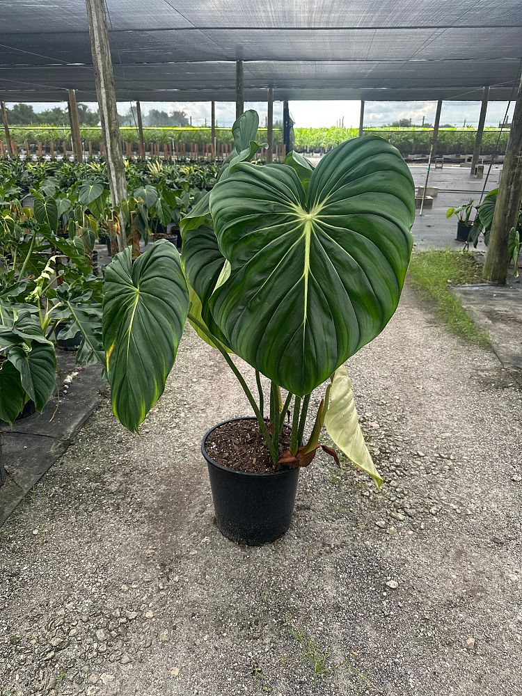 philodendron-mcdowell