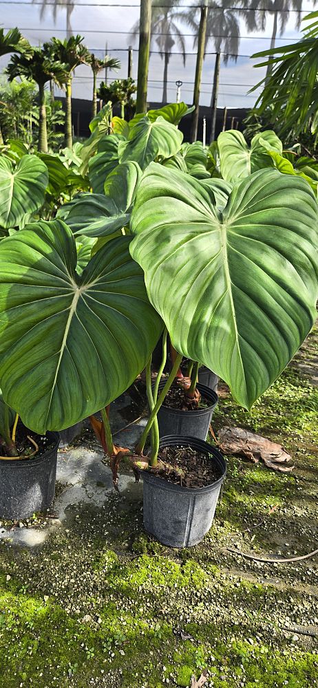 philodendron-mcdowell