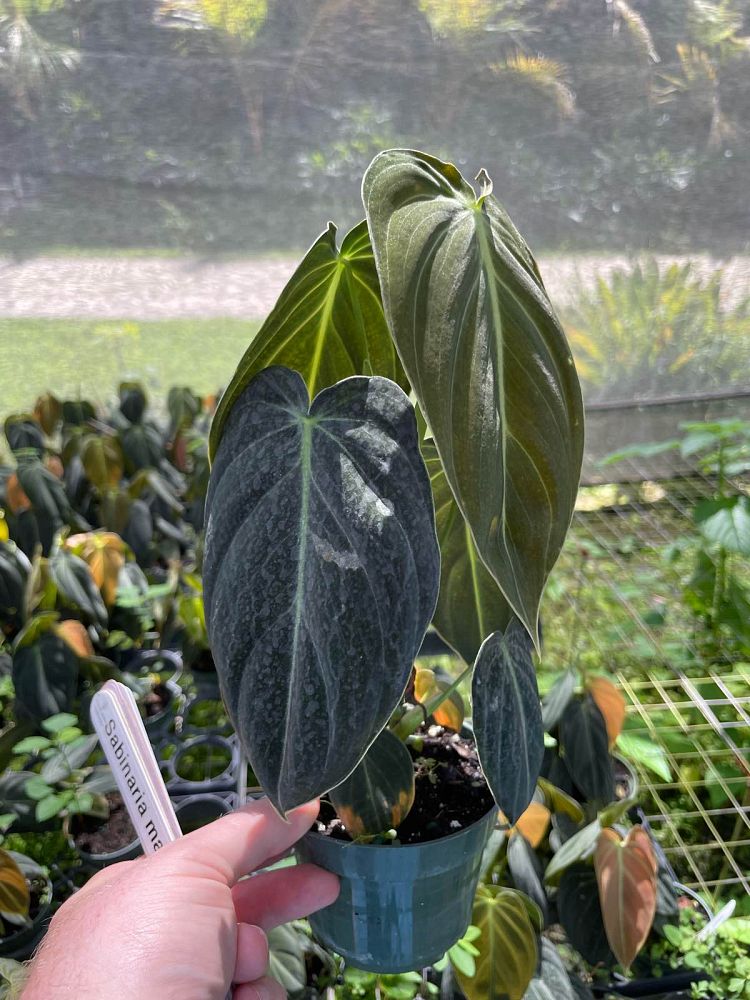 philodendron-melanochrysum-black-gold-philodendron