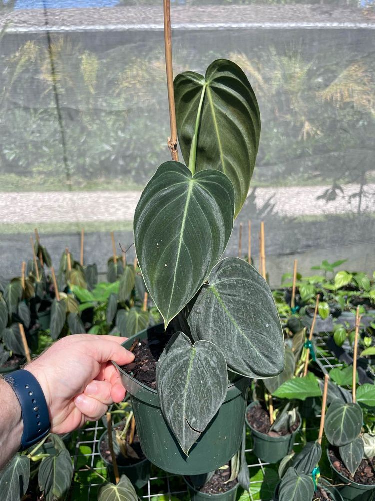 philodendron-melanochrysum-black-gold-philodendron