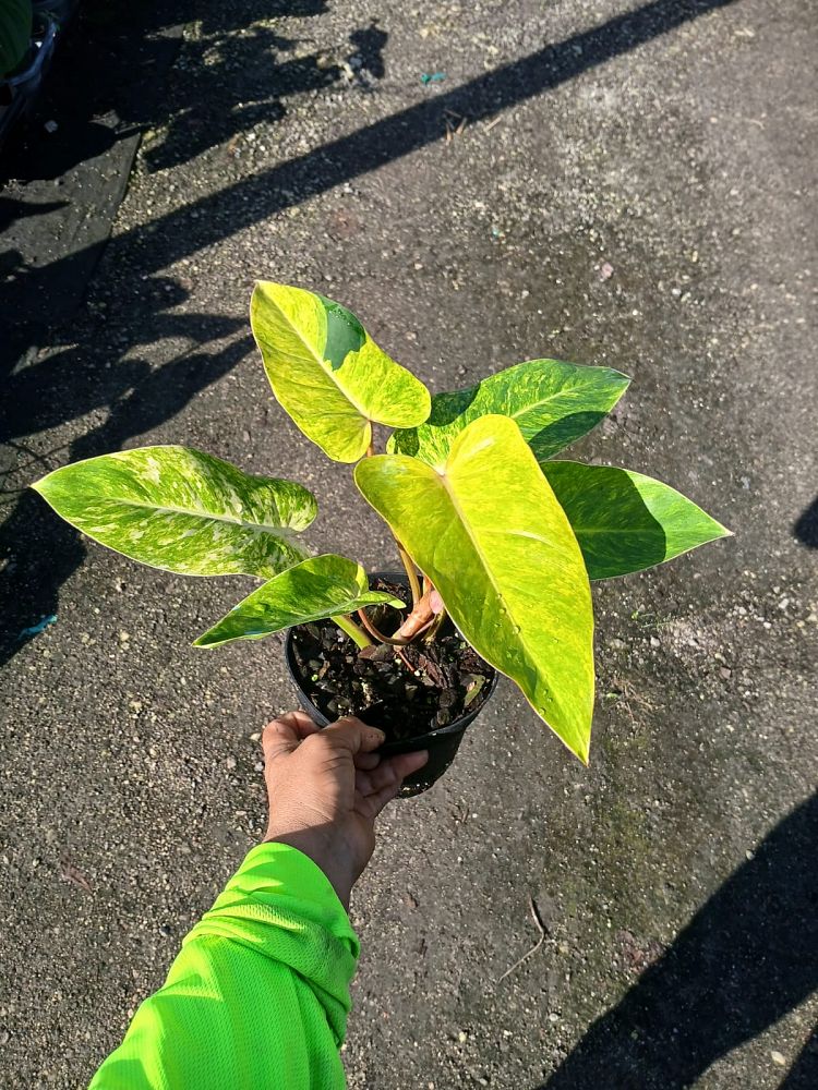 philodendron-painted-lady