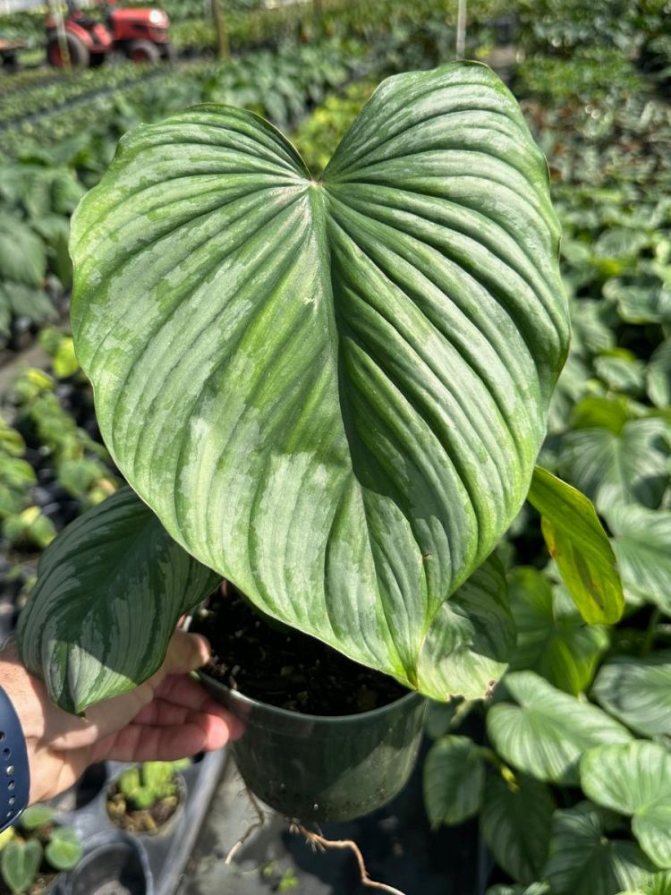 philodendron-pastazanum