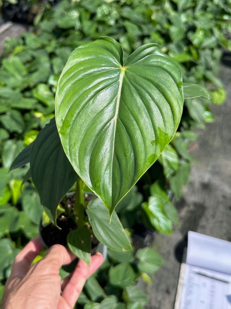 philodendron-peltatum