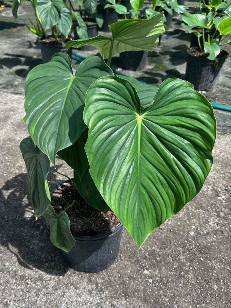 philodendron-peltatum