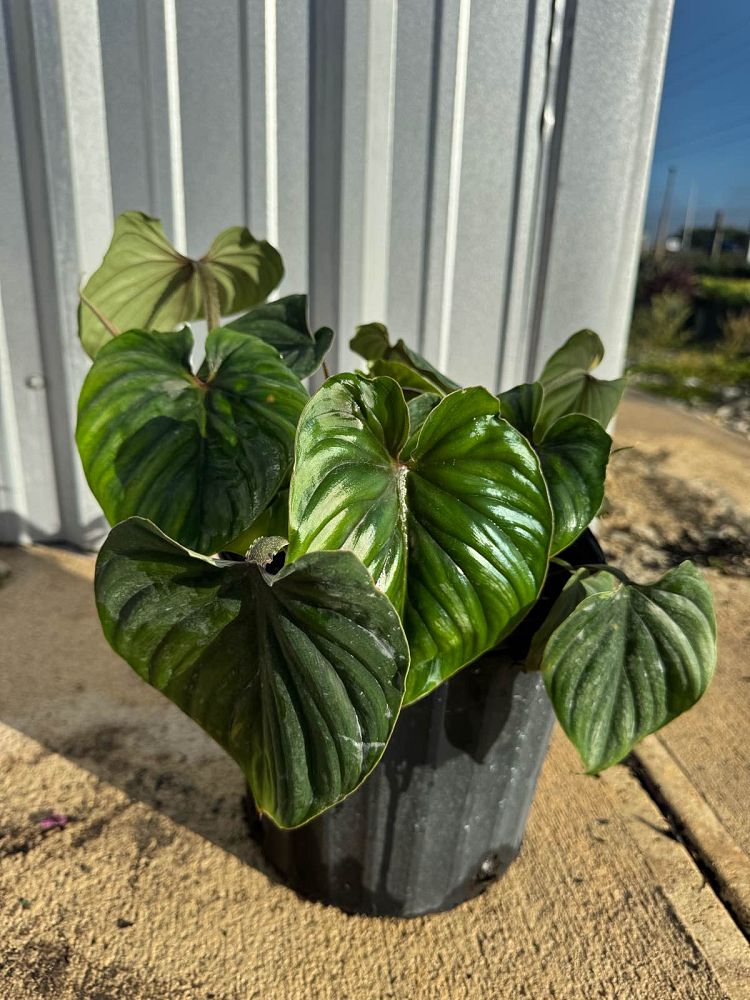 philodendron-plowmanii