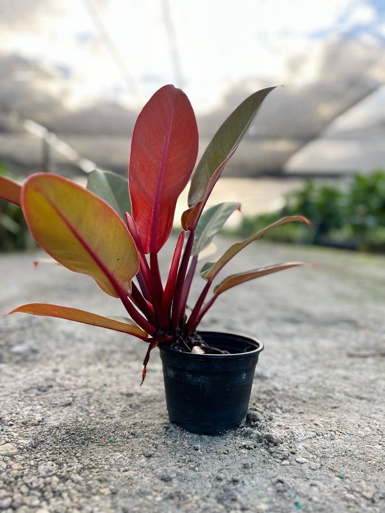 philodendron-prince-of-orange