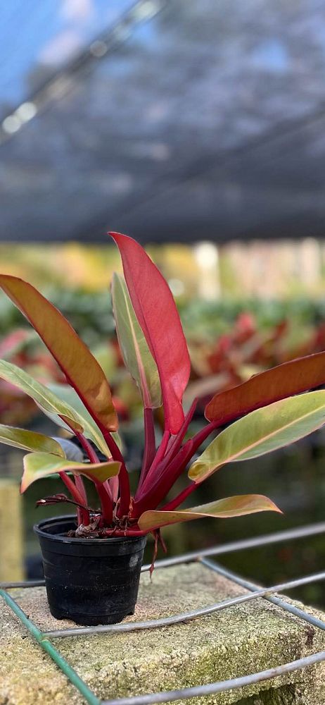 philodendron-prince-of-orange