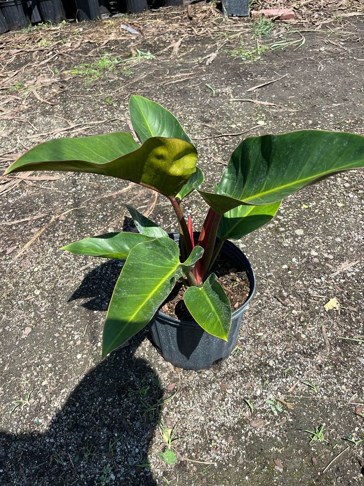 philodendron-rojo-congo-compacta-dwarf-red-congo-philodendron