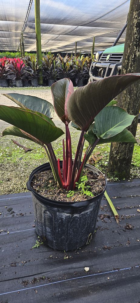 philodendron-rojo-congo-red-congo-philodendron