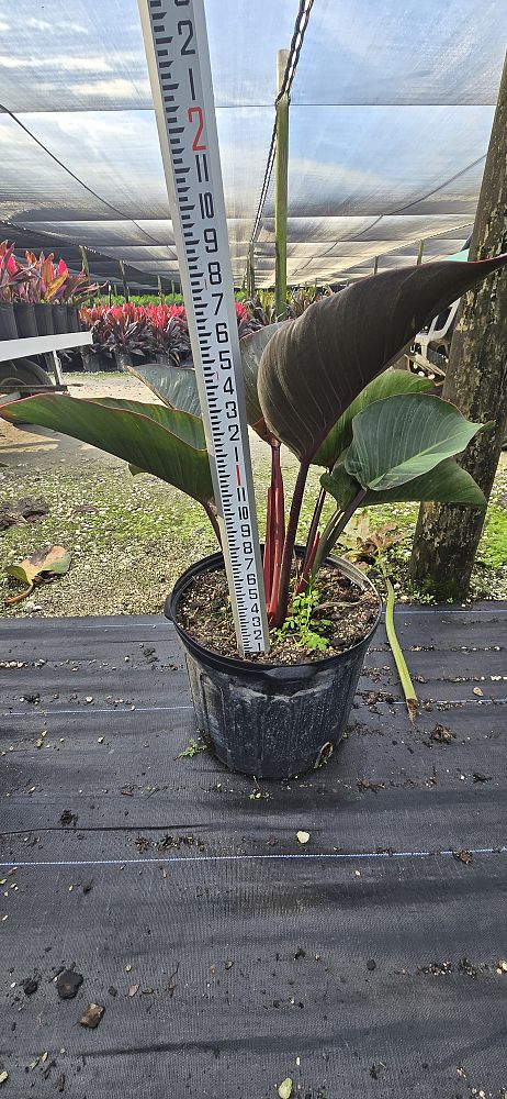 philodendron-rojo-congo-red-congo-philodendron