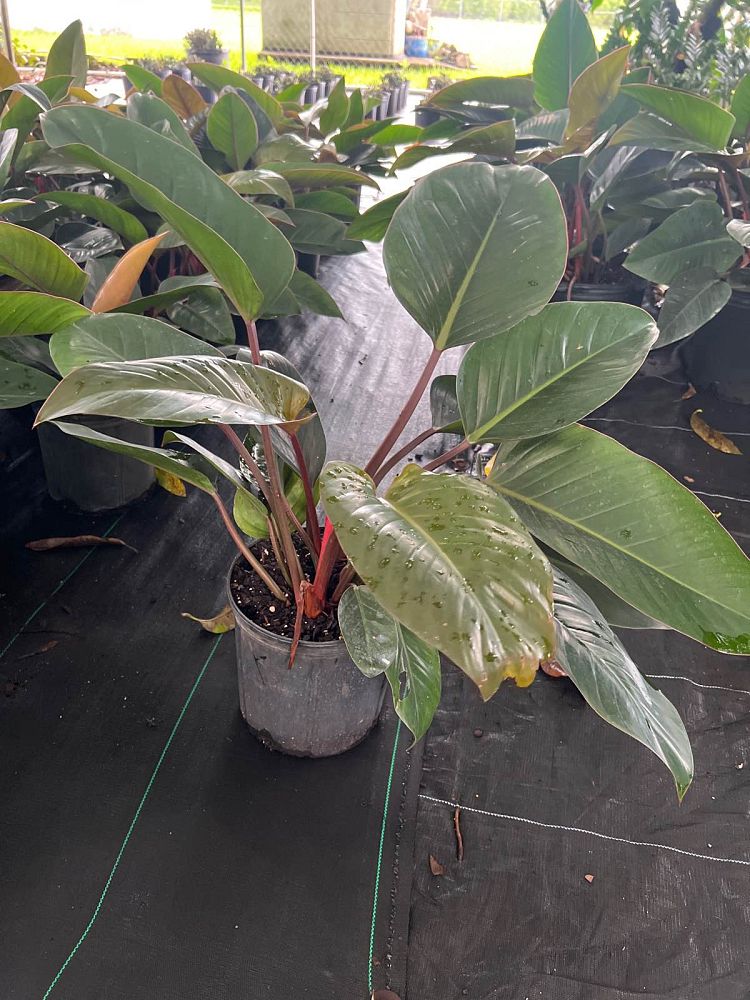 philodendron-rojo-congo-red-congo-philodendron