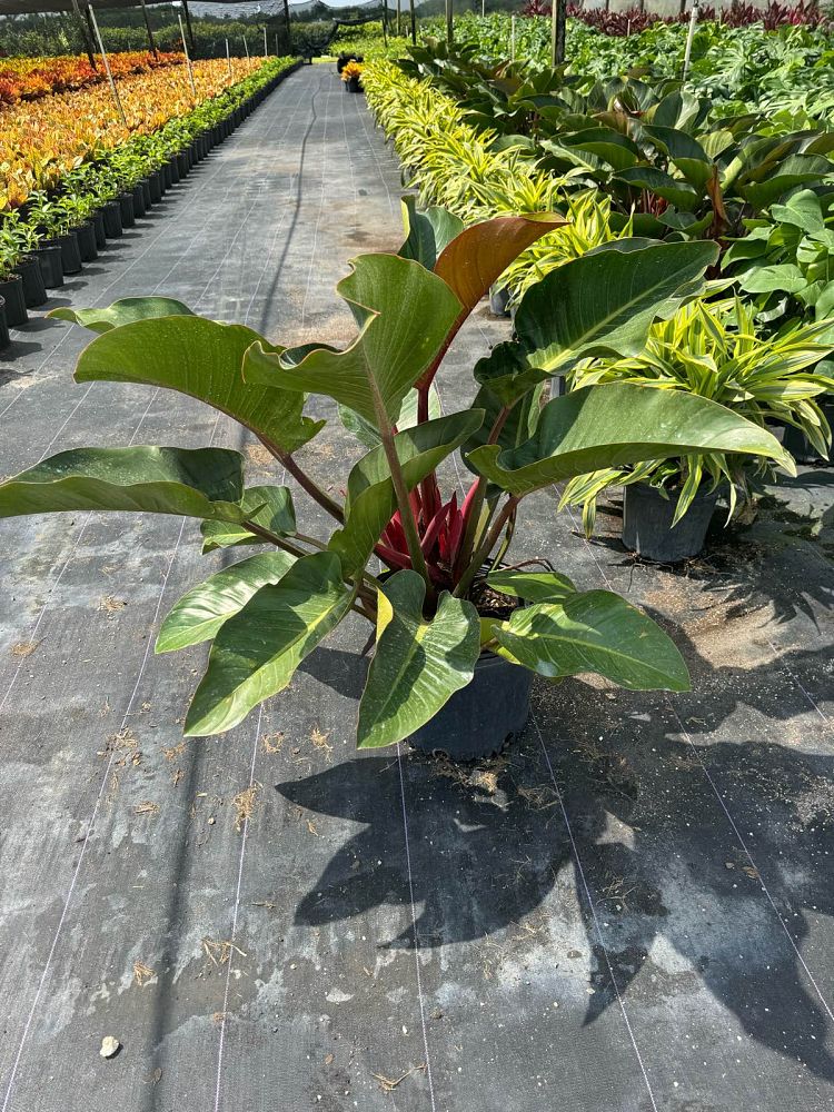 philodendron-rojo-congo-red-congo-philodendron