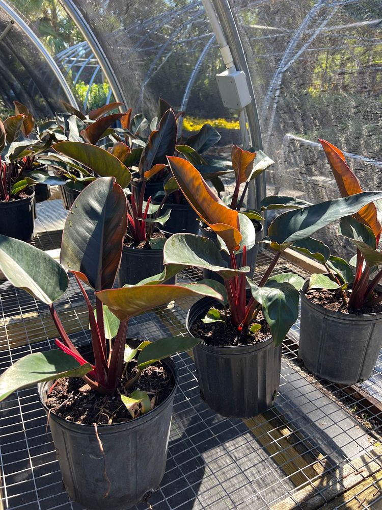 philodendron-rojo-congo-red-congo-philodendron