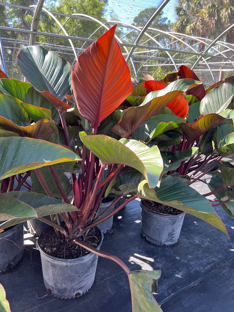 philodendron-rojo-congo-red-congo-philodendron