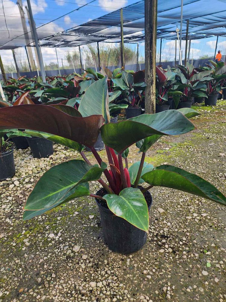 philodendron-rojo-congo-red-congo-philodendron