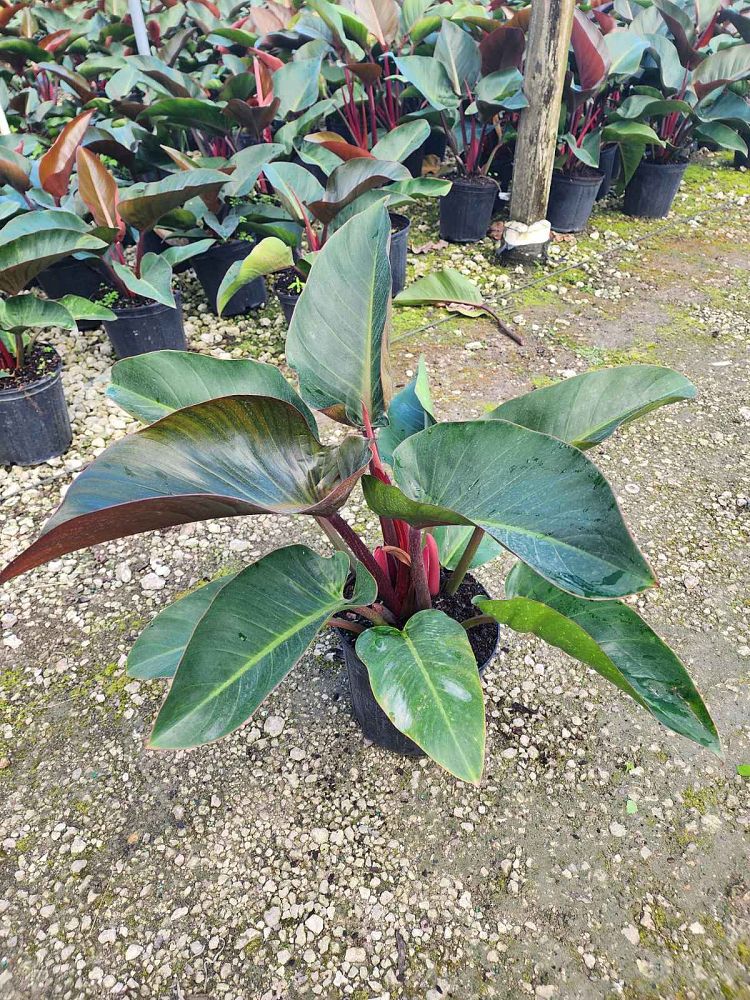 philodendron-rojo-congo-red-congo-philodendron