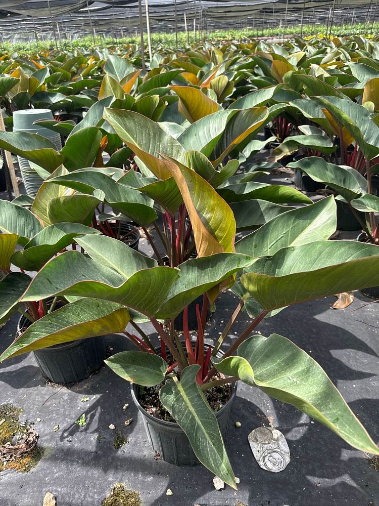 philodendron-rojo-congo-red-congo-philodendron