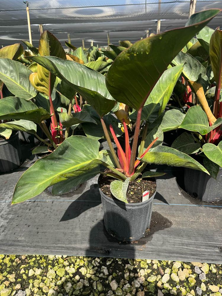 philodendron-rojo-congo-red-congo-philodendron