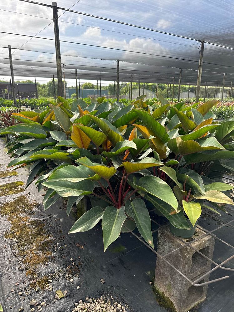 philodendron-rojo-congo-red-congo-philodendron