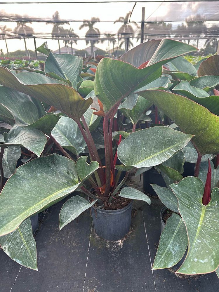 philodendron-rojo-congo-red-congo-philodendron