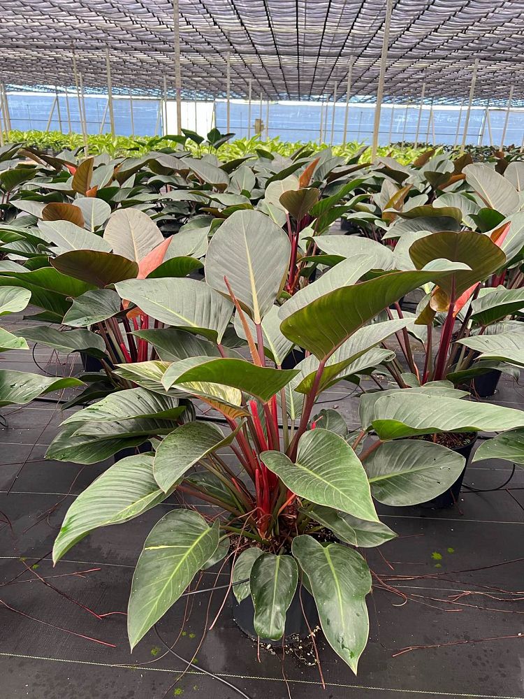 philodendron-rojo-congo-red-congo-philodendron