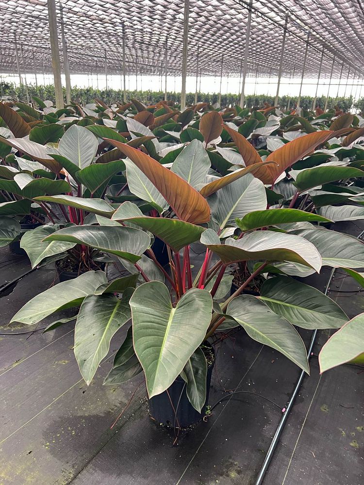 philodendron-rojo-congo-red-congo-philodendron